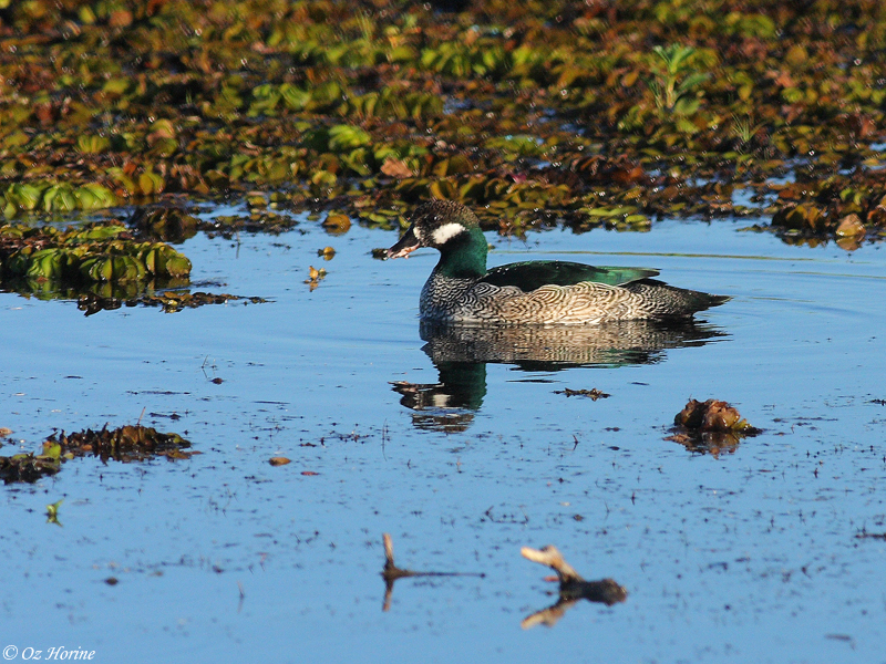 Green Pygmy-goose